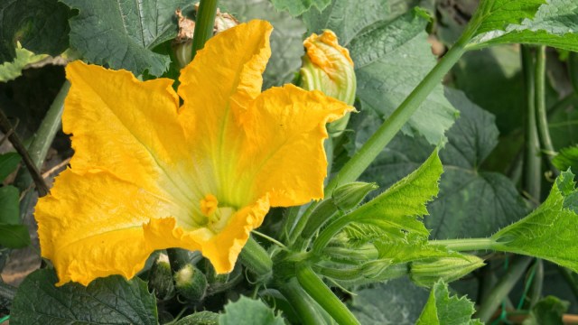 Ilustrasi bunga labu (Foto: Thinkstock)