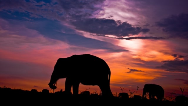 Taman Nasional Way Kambas. (Foto: Flickr / luky rahmawan kusnaedi)