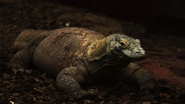 Komodo. (Foto: Flickr / Gary Paisley )