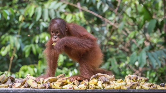 Orang utan di Tanjung Puting. (Foto: Flickr / Terry Allen)