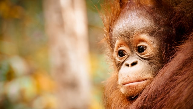 Orang utan di Taman Nasional Tanjung Puting. (Foto: Flickr / Gemma i Jere)