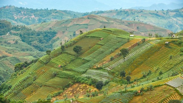 Wisata Terasering Panyaweuyan, Majalengka. (Foto: Flickr/hanin dito)