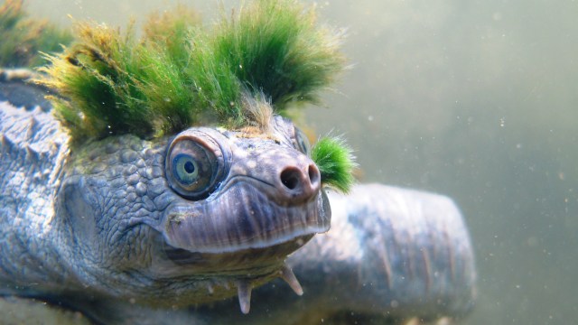 Kura-kura Sungai Mary. (Foto: Chris van Wyk via Flickr)
