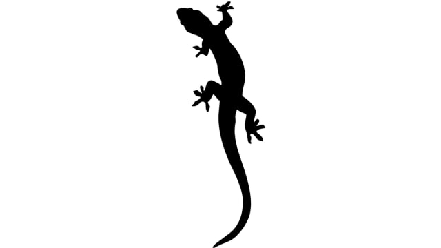 Ilustrasi Cicak (Foto: Pixabay)
