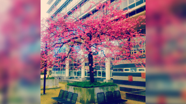 Sakura di Jerman. (Foto: Daniel Chrisendo)