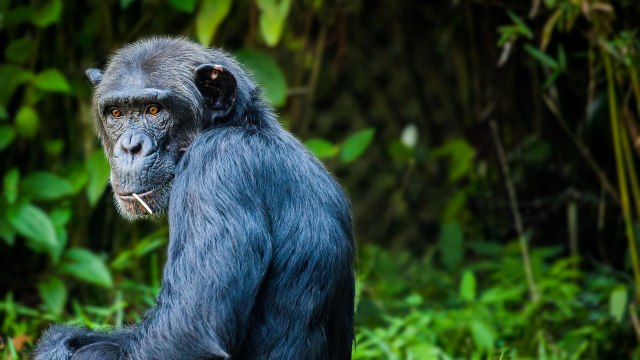 Ilustrasi simpanse. Foto: DaFranzos via Pixabay