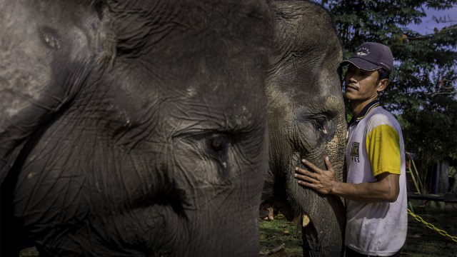 Populasi gajah Sumatera menurun. (Foto: ANTARA FOTO/FB Anggoro)