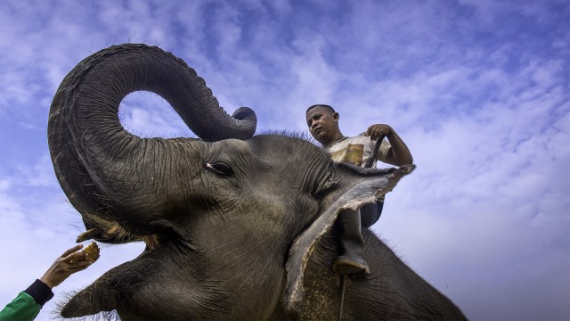 Populasi gajah Sumatera menurun. (Foto: ANTARA FOTO/FB Anggoro)