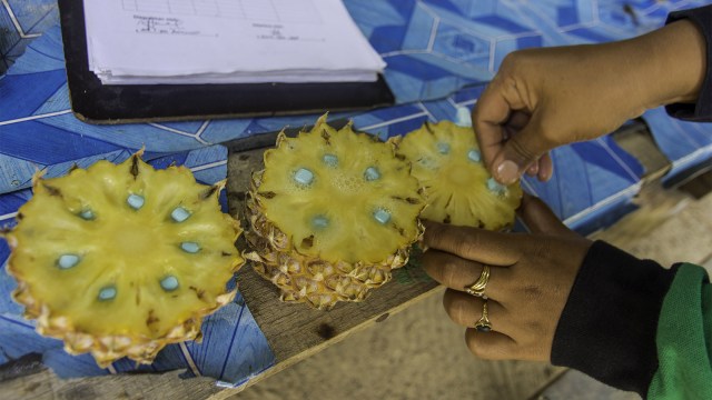 Menyiapkan makanan gajah Sumatera menurun. (Foto: ANTARA FOTO/FB Anggoro)