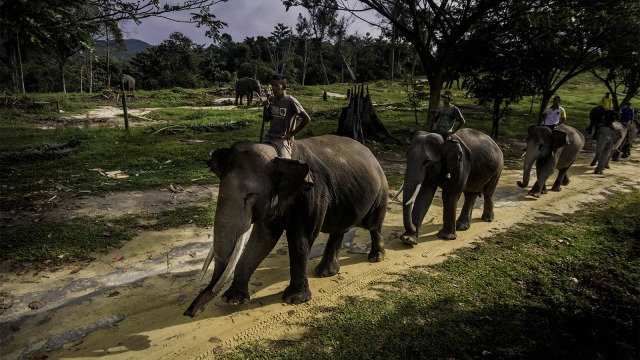 Populasi gajah Sumatera menurun. (Foto: ANTARA FOTO/FB Anggoro)