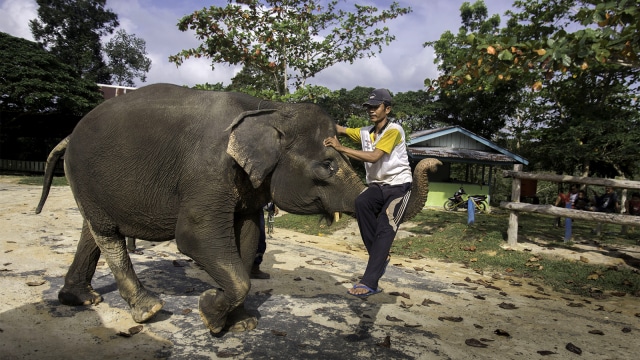 Populasi gajah Sumatera menurun. (Foto: ANTARA FOTO/FB Anggoro)