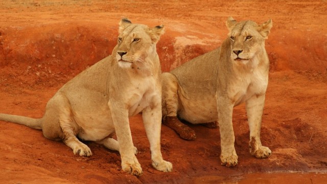 Singa betina mencari air. (Foto: Derbocholter via Pixabay (CC0 Creative Commons))