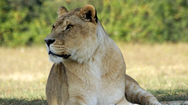 Singa betina. Foto: Abenakis via Pixabay (CC0 Creative Commons)