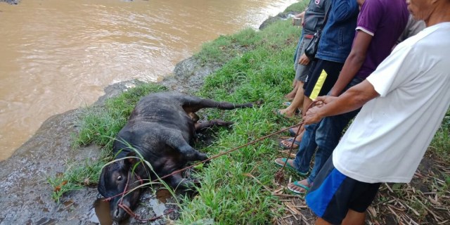 Sapi Hitam Ditinggal Pencuri Dibawah Jembatan Muneng