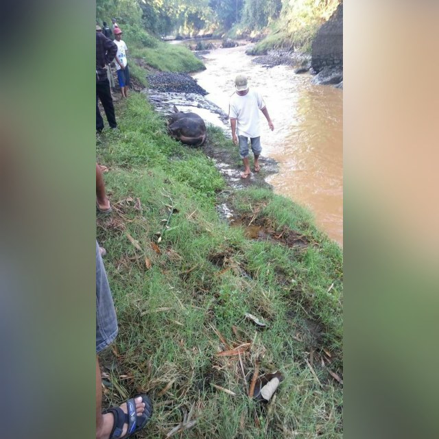 Sapi Hitam Ditinggal Pencuri Dibawah Jembatan Muneng (1)