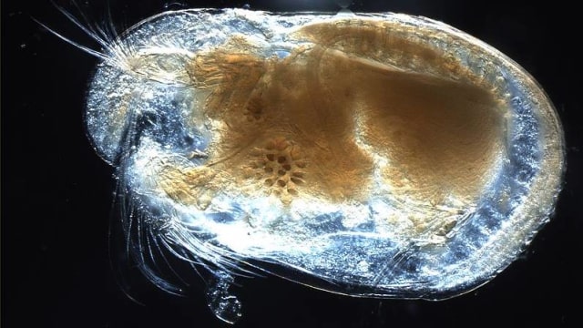 Ostracoda (Foto: Anna33/Wikimedia Commons)