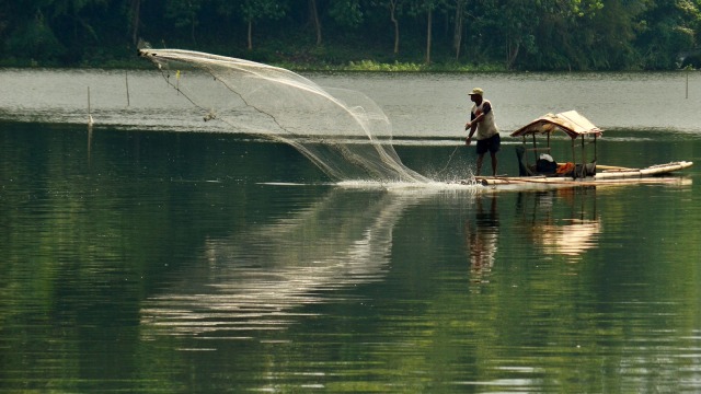 Program budidaya ikan Foto: ANTARA FOTO/Adeng Bustomi