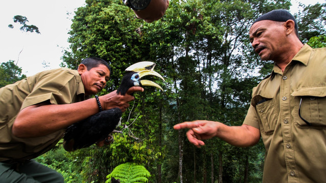 Lepas liar burung Rangkong (Foto: ANTARA FOTO/Rahmad)