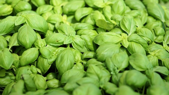 Daun kemangi. (Foto: Pixabay)