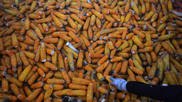 Ilustrasi panen jagung (Foto: ANTARA FOTO/Agvi Firdaus)