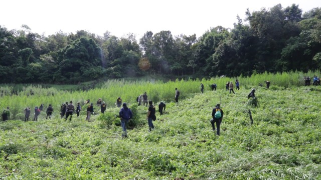 Pemusnahan lahan ganja di Aceh. (Foto: dok. BNN)