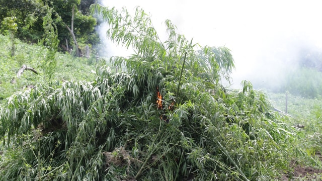 BNN Aceh Musnahkan 200 Ribu Batang Tanaman Ganja (Foto: BNNP Aceh)