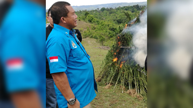 BNN Aceh Musnahkan 200 Ribu Batang Tanaman Ganja (Foto: BNNP Aceh)