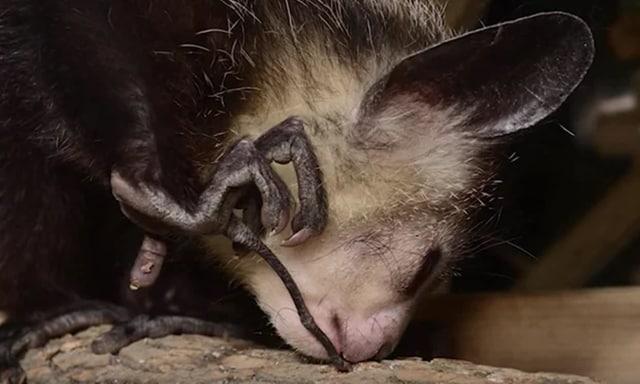 Hewan aye-aye. (Foto: YouTube)