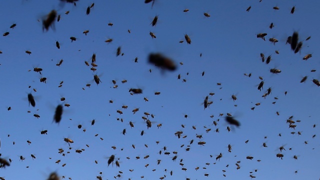 Peternak Lebah Madu Palestina Foto: Reuters/Suhaib Salem
