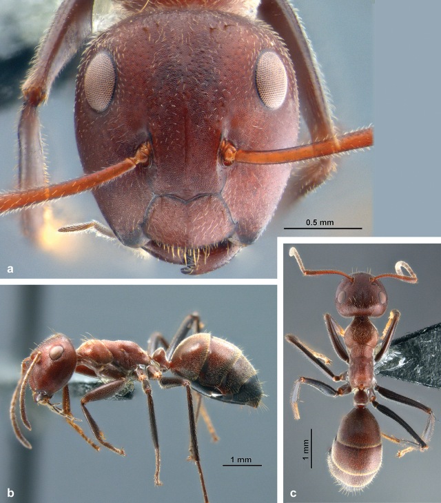 Semut pekerja Colobopsis explodens. (Foto: ZooKeys)