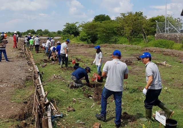 HCML Tanam 8.000 Mangrove Untuk Meningkatkan Kualitas Lingkungan Hidup 
