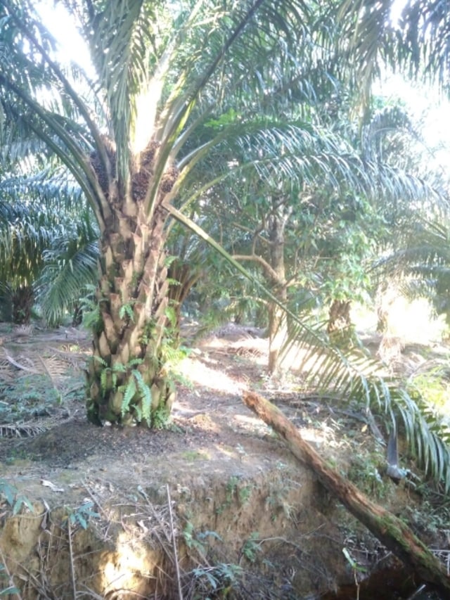 MASYARAKAT MENUNTUT HAKNYA KE PERUSAHAAN PT. ANA KEC. PETASIA TIMUR, KAB. MOROWALI UTARA-SULAWESI TENGAH (1)