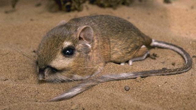Tikus Kanguru. (Foto: Oliviakosterlitz via Wikimedia Commons (CC BY-SA 4.0))
