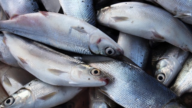 Ikan bandeng. (Foto: Thinkstock)