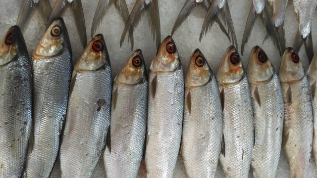 Ikan bandeng. (Foto: Thinkstock)