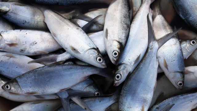 Ikan bandeng. (Foto: Thinkstock)