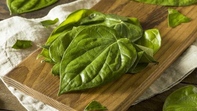 Daun Sirih Untuk Melawan Bau Mulut