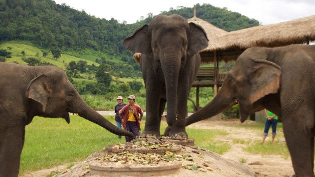 Gajah di  Elephant Nature Park  (Foto: Flickr / Joseph Messina)