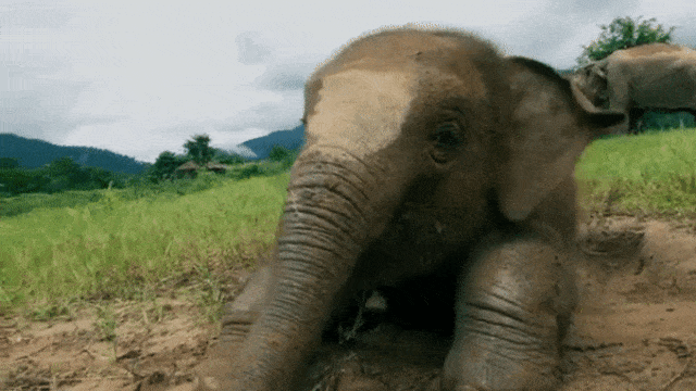 Gajah di  Elephant Nature Park  (Foto: Youtube)