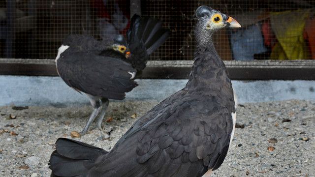 Burung Maleo terancam punah. (Foto: Antara/Basri Marzuki)