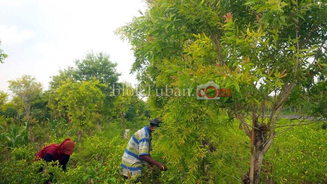 Lahan di Wilayah Semanding Banyak Ditanami Kayu Putih