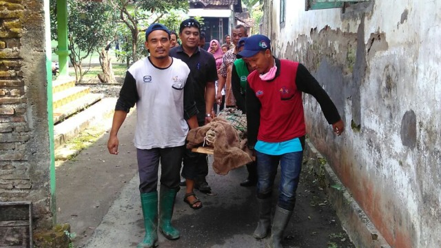Buaya di Sukoharjo diserahkan ke BKSDA (Foto: Istimewa)