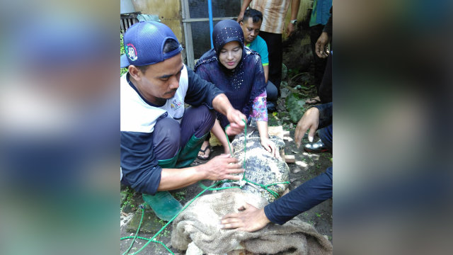 Buaya di Sukoharjo diserahkan ke BKSDA (Foto: Istimewa)