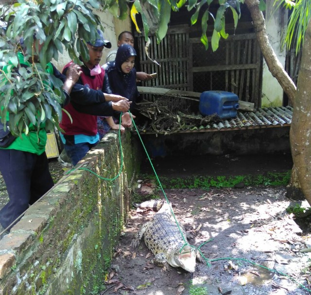 Buaya di Sukoharjo diserahkan ke BKSDA (Foto: Istimewa)