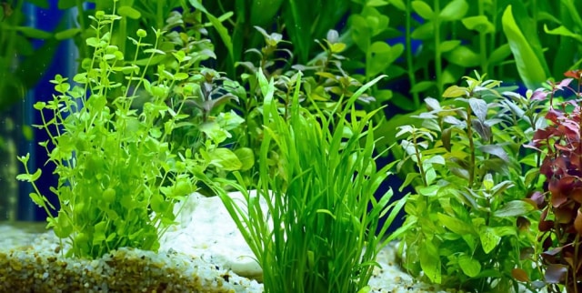 Cara Menyiapkan Akuarium Ikan untuk Pemula (3)