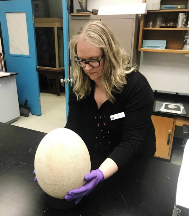 Kathryn Leacock, Direktur Barang Koleksi Museum (Foto: Buffallo Museum of Sceince)