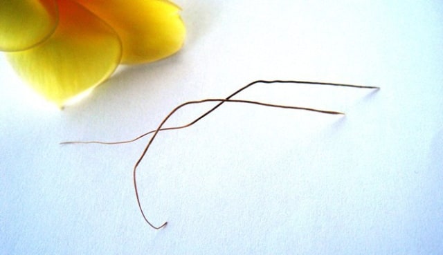 Asal-Usul Bulu Perindu