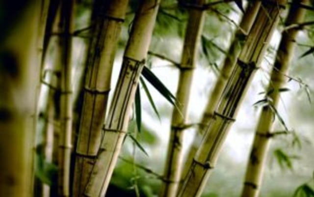 Asal-Usul Bulu Perindu (1)