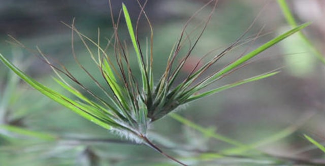 Asal-Usul Bulu Perindu (3)