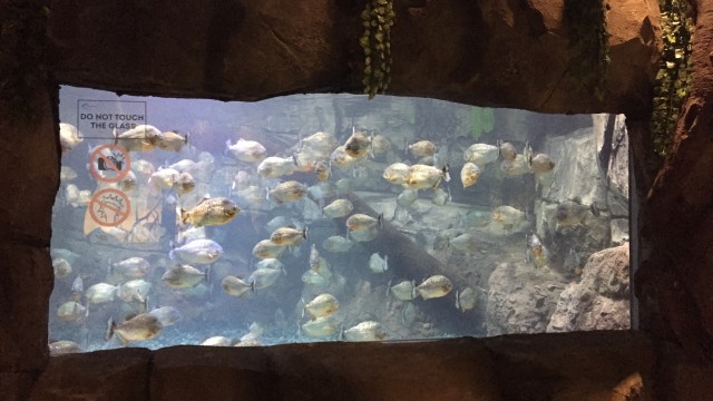Jakarta Aquarium (Foto: Bella Cynthia/kumparan)